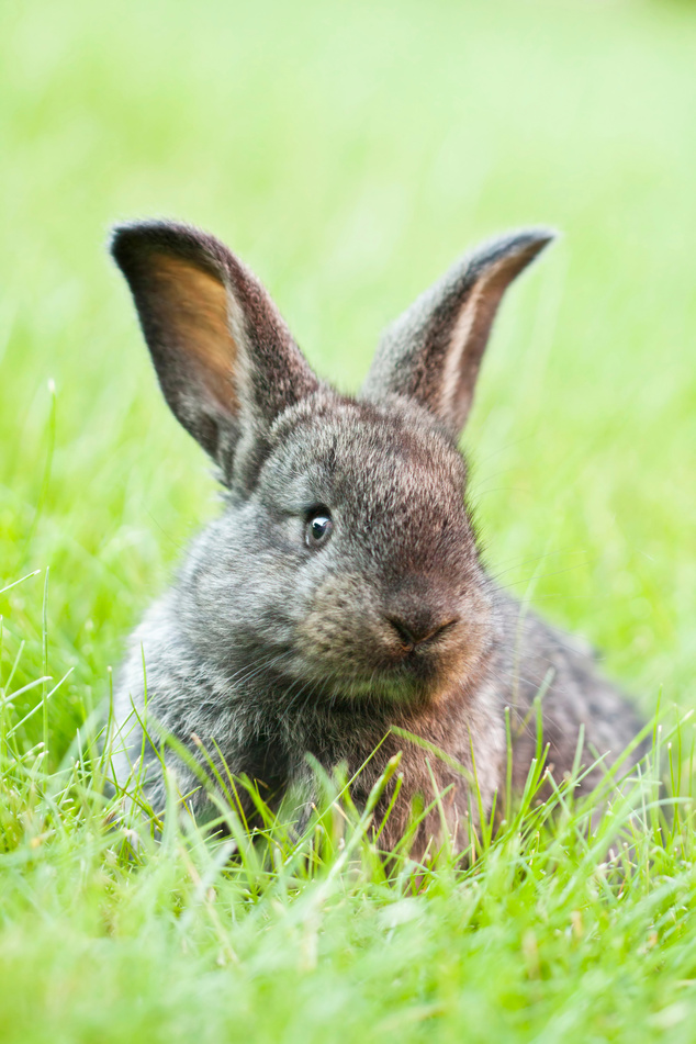 Rabit bunny in the grass