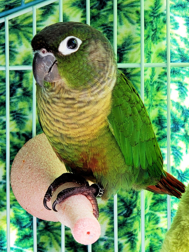 YOUNG GREEN CHEEK CONURE PARROT PET BIRD