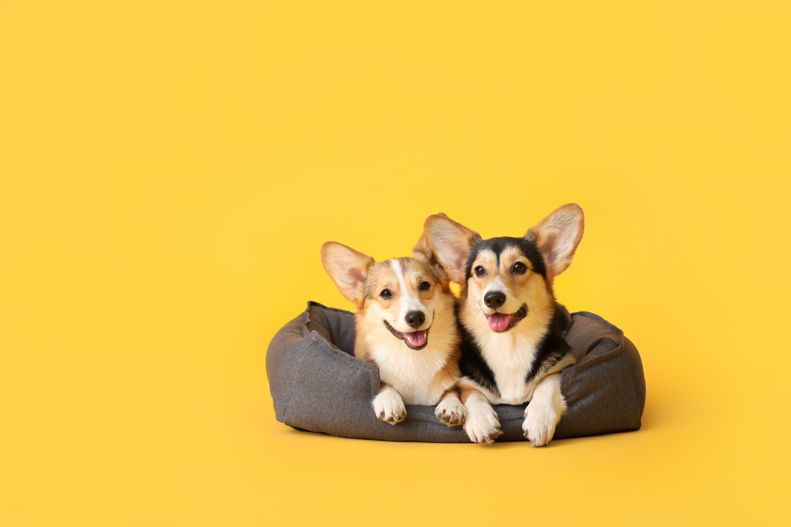 Corgi Dogs with Pet Bed on Color Yellow Background
